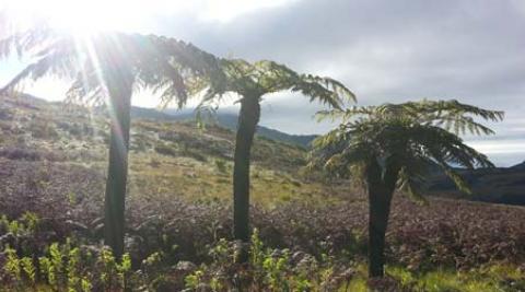 Conserving and enhancing the beauty of Mulanje