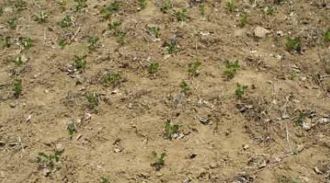 Peanuts struggling grow in dry soil in Haiti. (©Fran Afonso/Progressio)