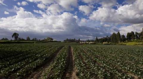 Broccoli plantations in Quito, Ecuador (© Santiago Serrano/Progressio) 