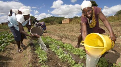 Women in Wedze, Zimbabwe, watering crops