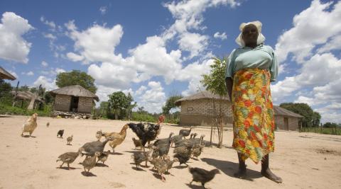 Chicken farmer, Zimbabwe, 2012