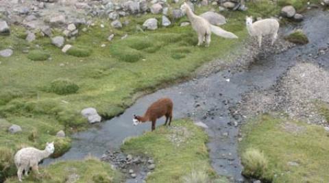 Alpaca grazing beside a stream in Huancavelica, Peru