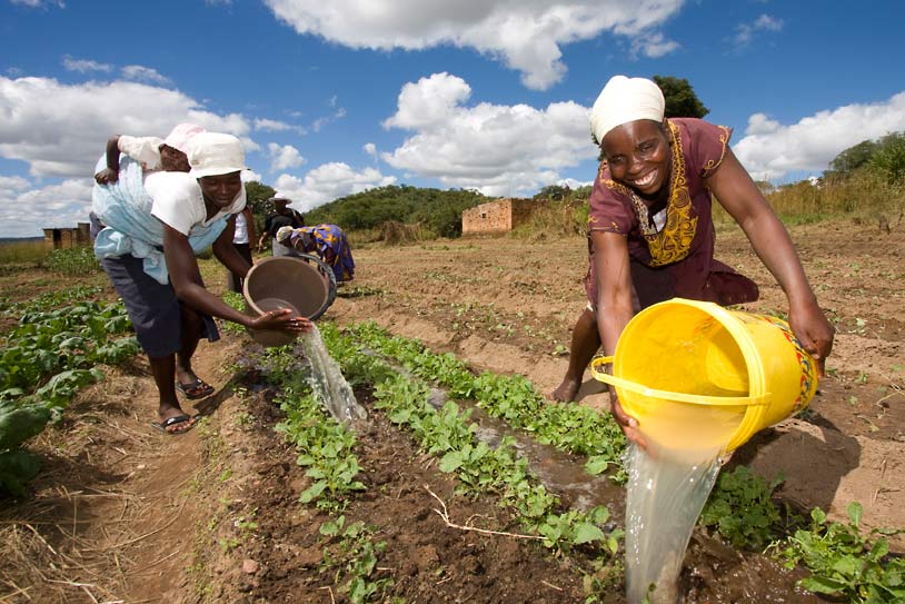 Women farmers irrigating crops with buckets of water in Zimbabwe
